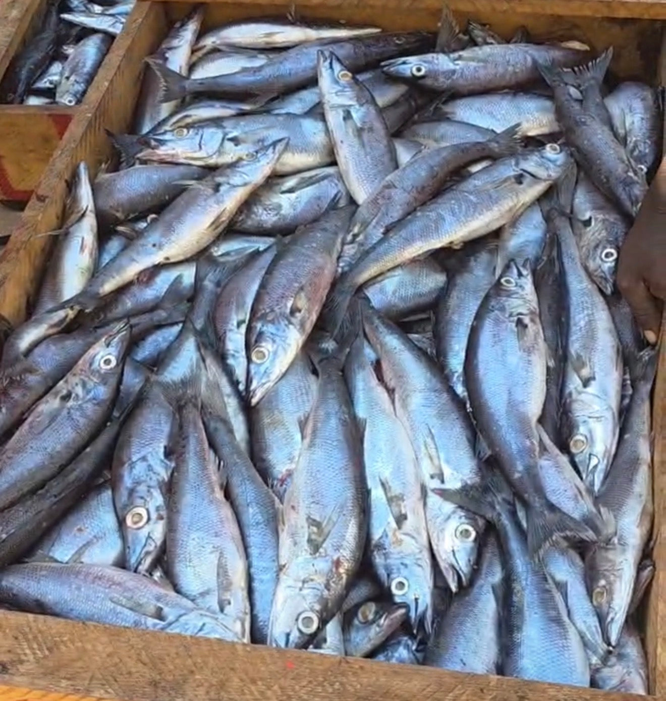 Nyam Nyam Mbichi 2 Lbs